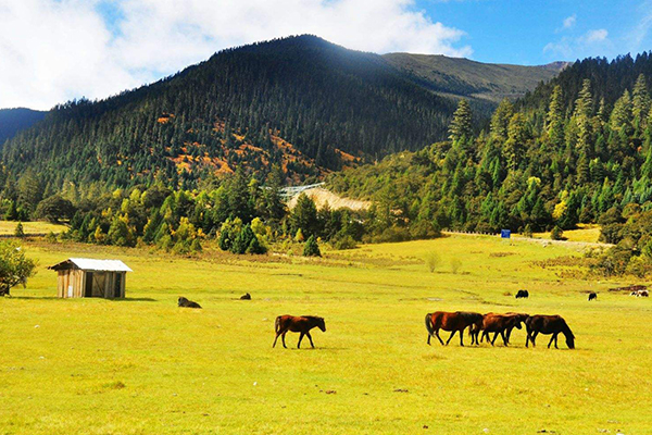 徒步體驗(yàn)，藏式風(fēng)情，拉薩，巴松措，新措徒步，魯朗林海田園風(fēng)光，大峽谷，羊湖，卡諾拉冰川，滿拉水庫，日喀則，納木措扎營9晚10日游