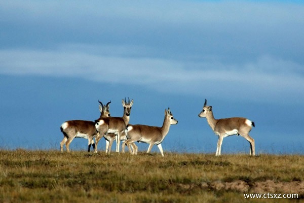 南充到拉薩旅游費用